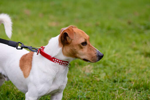 En frisk, ung, vuxen jack russell terrier med en vacker, mjuk, kort päls