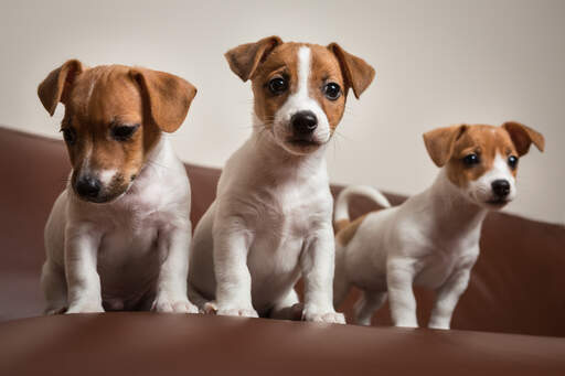 Tre vackra, små jack russell terrier som sitter fint tillsammans