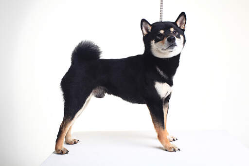 En vacker liten japansk shiba inu valp med en härlig tjock päls