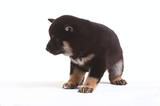 En närbild av en japansk shiba inu-valps imponerande enorma tassar