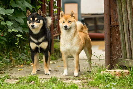Två friska vuxna japanska shiba inus som står upp tillsammans