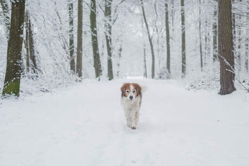 En frisk vuxen kooikerhondje som får lite motion i Snow