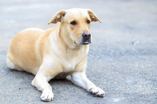 En labrador retriever som ligger ner och väntar tålmodigt på ett kommando.