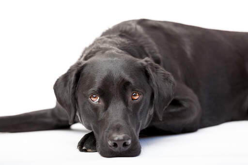 En vuxen labrador retriever som vilar och njuter av Golvet