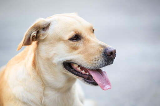 En vuxen labrador retriever med en vacker, tjock, blond päls