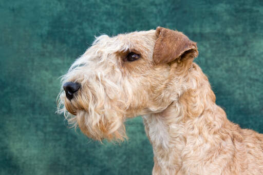 En närbild av en lakelandterriers vackra skägg.