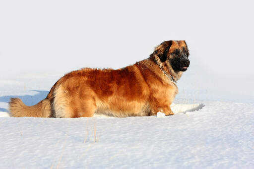 En underbar, vuxen leonberger som njuter av lite motion i Snow