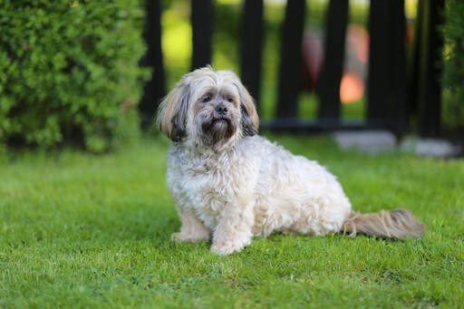 En vacker, liten lhasa apso sitter tålmodigt och väntar på ett kommando