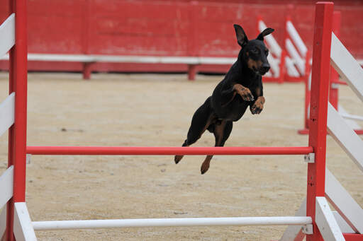 En manchesterterrier på en agilitybana som hoppar otroligt högt.