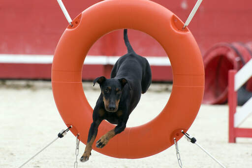 En frisk manchesterterrier som hoppar genom en ring på en agilitybana.