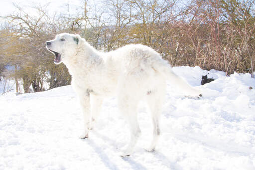 En fantastisk maremma sheepdog ute i naturen. Snow