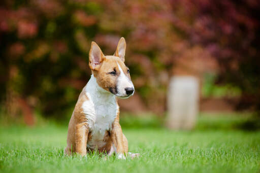 En vacker, liten miniatyrbullterrier som sitter ner och vilar i gräset