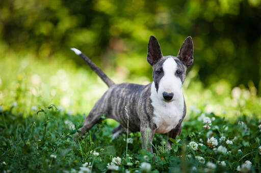 En ung miniatyrbullterrier med stora, vackra spetsiga öron