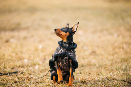 En liten pinscher på promenad med pälsen på.