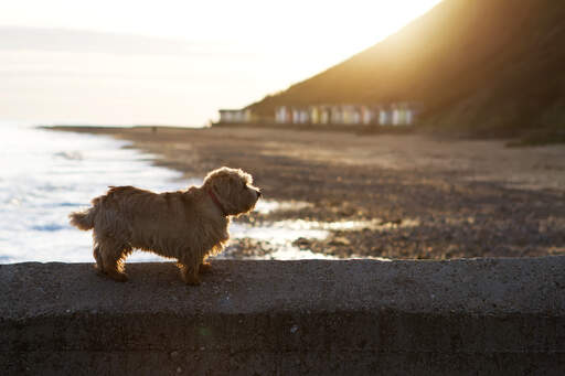 En härlig, liten vuxen norfolk terrier som vilar på väggen bredvid stranden