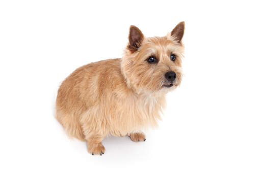 En norwich terrier sitter och väntar tålmodigt på uppmärksamhet från sin ägare.