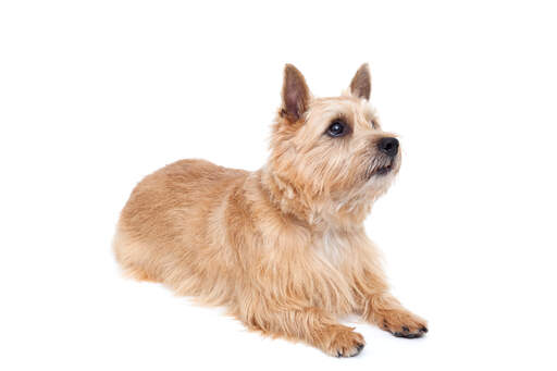 En vacker vuxen norwich terrier som visar upp sina underbara spetsiga öron