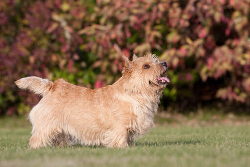 En vacker liten norwich terrier som visar upp sina underbara korta ben och långa kropp.