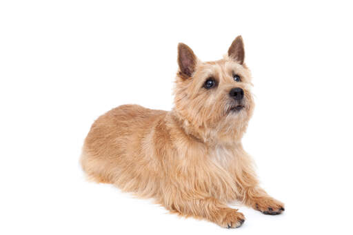 En frisk vuxen norwich terrier med en härlig, tjock päls