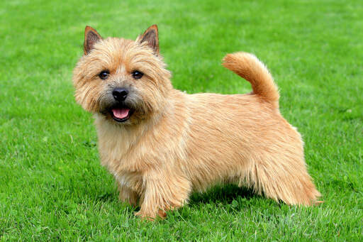 En vuxen norwich terrier med ett vackert buskigt ansikte och en vacker svans