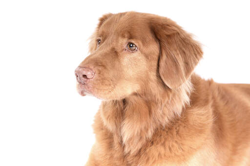 Det stiliga rödbruna ansiktet hos en duck tolling retriever från nova scotia