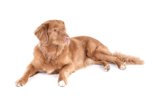 En nova scotia duck tolling retriever med en härlig mjuk päls som slappnar av.