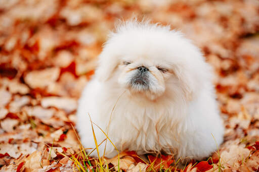 En pekingese med en härlig, tjock vit päls som får lite motion utomhus