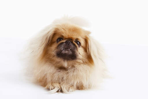 En ung pekingese med en härligt mjuk, lång päls