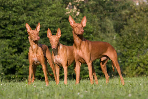 Tre faraohhundar som står upp och visar upp sina underbara, spetsiga öron