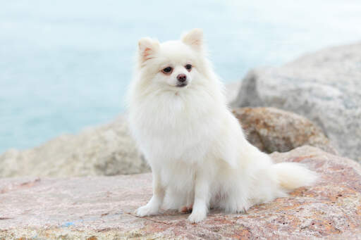 En vuxen pomeranian med en vacker, Snow vit päls