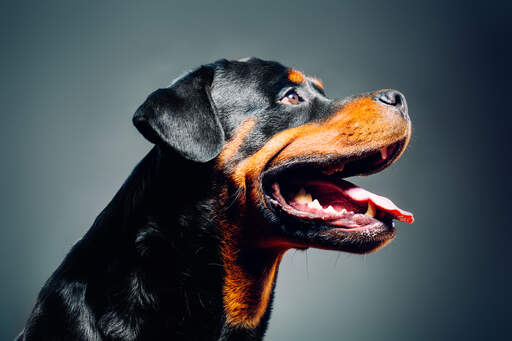 En närbild av en rottweilers starka, maskulina ansikte