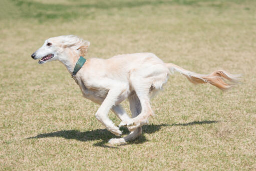 En frisk vuxen saluki som springer i full fart över gräset.