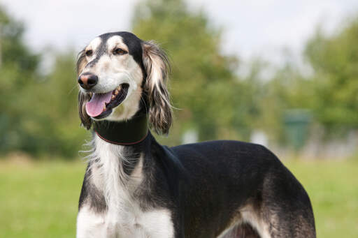 En vacker, lång saluki som väntar på ett kommando från sin ägare