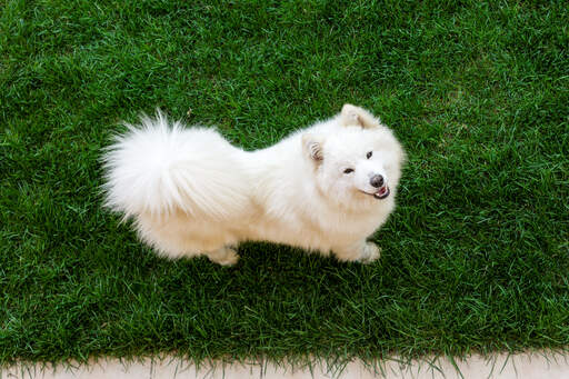 En frisk samojed med en underbar buskig svans och en tjock, vit päls.