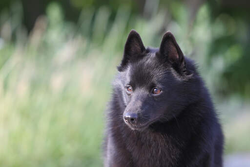 En närbild av en schipperkes vackra små öGon och tjocka, mjuka päls.