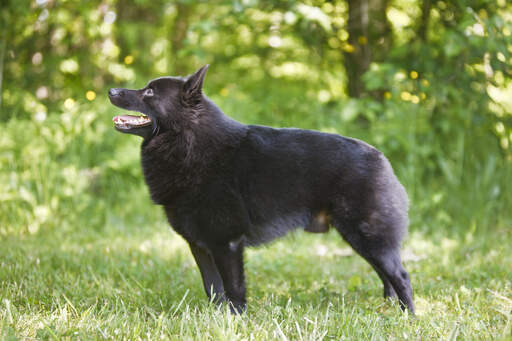 En frisk vuxen schipperke som står högt och visar upp sin fantastiska fysik.