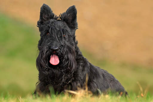 En vacker, svart scottish terrier med ett stort, rufsigt skägg