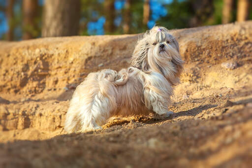 En shih tzu med en otroligt lång päls som visar upp sina vackra, korta ben.