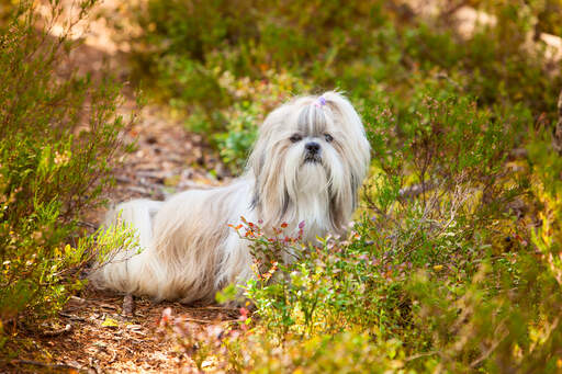 En vacker, liten shih tzu som sticker upp sitt huvud ur undervegetationen.