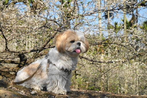 En vuxen shih tzu sitter och väntar tålmodigt på uppmärksamhet