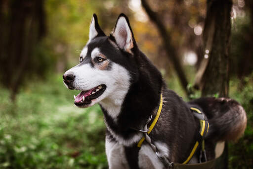 En siberian huskys vackra vita ansikte och tjocka svarta päls