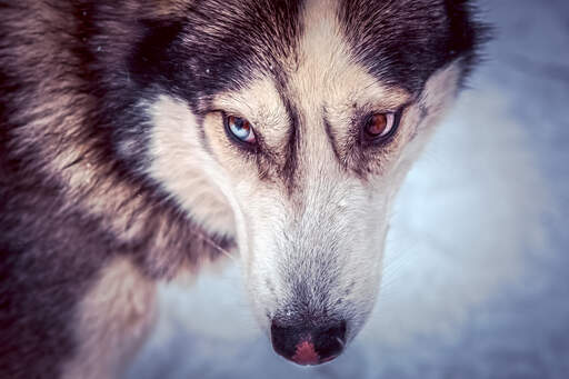 En närbild av en siberian huskys vackra stora öGon