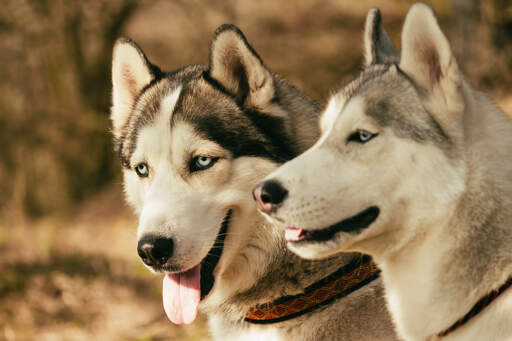 En närbild av en siberian huskys otroligt blå öGon och långa spetsiga öron