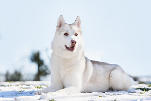 En frisk vuxen siberian husky med en otroligt tjock, vit päls