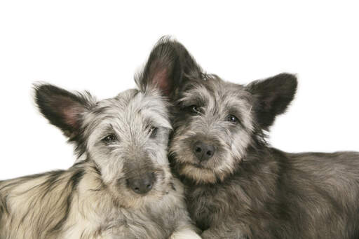 Två skye terriers vilar sina huvuden mot varandra