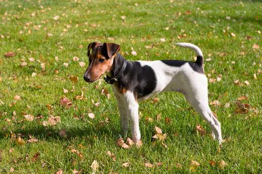 En underbar liten smooth fox terrier som visar upp sin korta kropp och sina långa ben