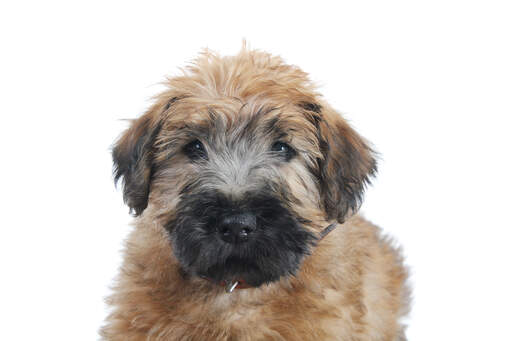 En mjukpälsad wheaten terrier-valps vackra lilla ansikte och slappa öron