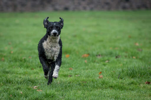 En spansk vattenhund som springer i full fart mot sin ägare