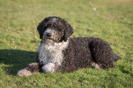 En vit och brun spansk vattenhund som ligger i gräset