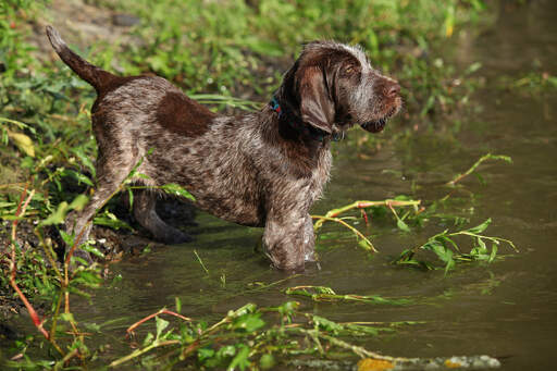 En liten, fin spinone italiano som är glad över att få komma i vattnet